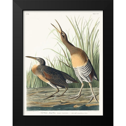 Salt Water Marsh Hen Black Modern Wood Framed Art Print by Audubon, John James