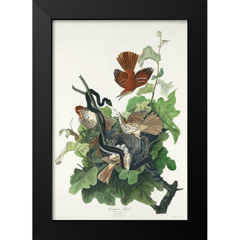 Ferruginous Thrush Black Modern Wood Framed Art Print by Audubon, John James