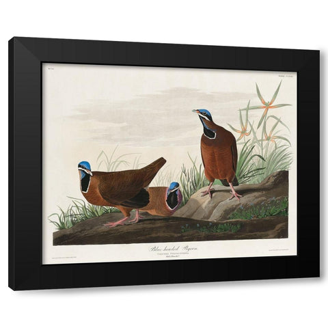 Blue-headed Pigeon Black Modern Wood Framed Art Print by Audubon, John James