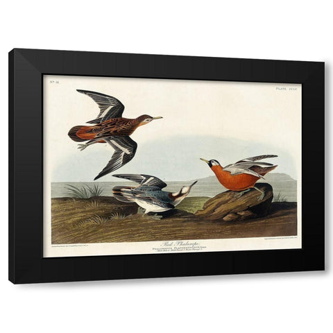 Red Phalarope Black Modern Wood Framed Art Print with Double Matting by Audubon, John James