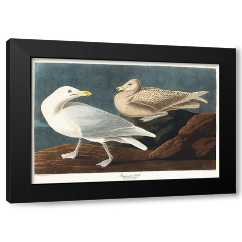 Burgomaster Gull Black Modern Wood Framed Art Print with Double Matting by Audubon, John James