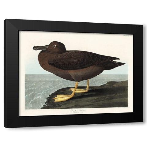 Dusky Albatros Black Modern Wood Framed Art Print by Audubon, John James