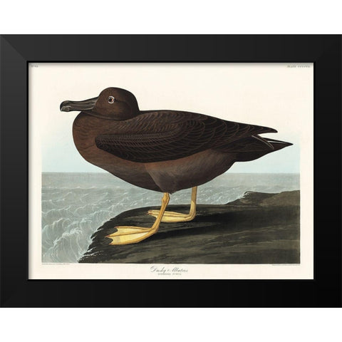 Dusky Albatros Black Modern Wood Framed Art Print by Audubon, John James