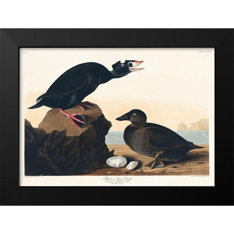 Black or Surf Duck Black Modern Wood Framed Art Print by Audubon, John James