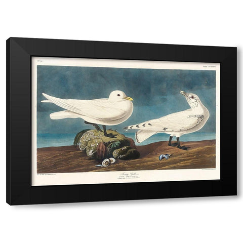 Ivory Gull Black Modern Wood Framed Art Print with Double Matting by Audubon, John James