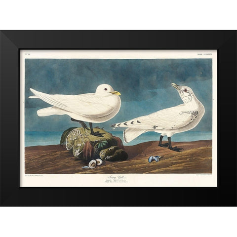 Ivory Gull Black Modern Wood Framed Art Print by Audubon, John James