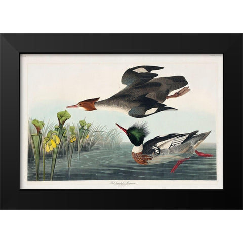 Red-breasted Merganser Black Modern Wood Framed Art Print by Audubon, John James