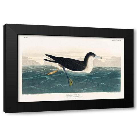 Dusky Petrel Black Modern Wood Framed Art Print with Double Matting by Audubon, John James