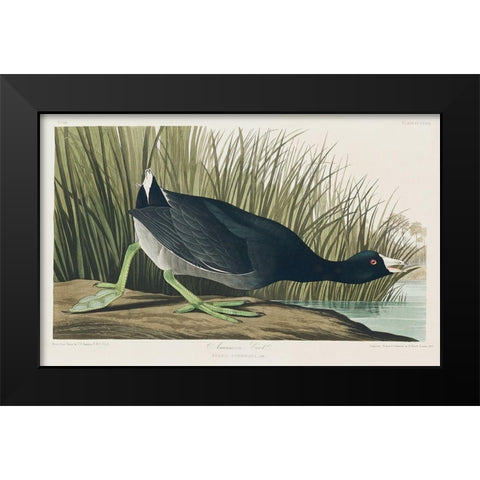 American Coot Black Modern Wood Framed Art Print by Audubon, John James