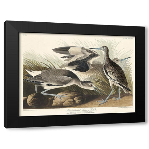 Semipalmated Snipe or Willet Black Modern Wood Framed Art Print by Audubon, John James