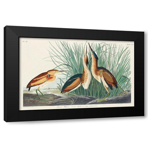 Least Bittern Black Modern Wood Framed Art Print by Audubon, John James