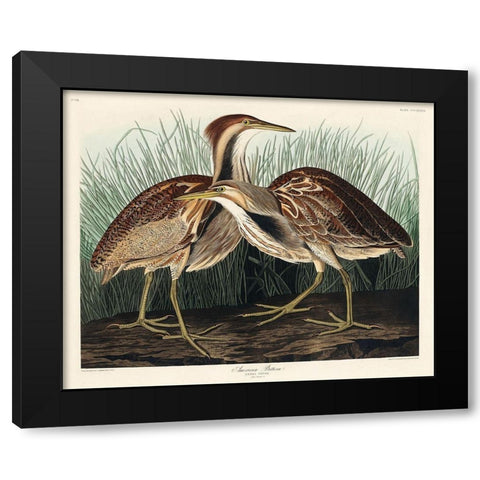 American Bittern Black Modern Wood Framed Art Print with Double Matting by Audubon, John James