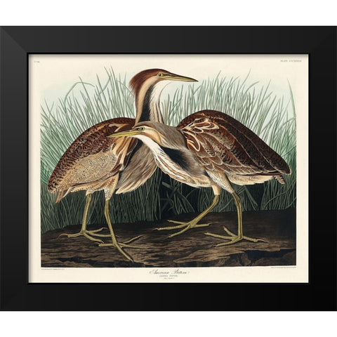 American Bittern Black Modern Wood Framed Art Print by Audubon, John James