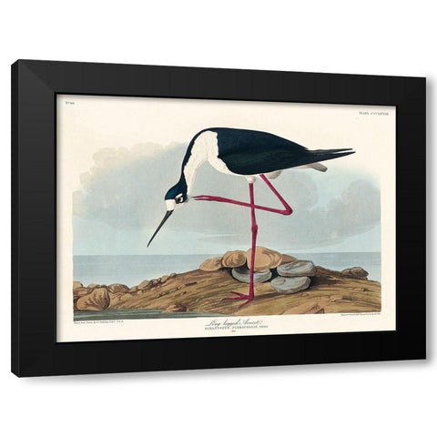 Long-legged Avocet Black Modern Wood Framed Art Print with Double Matting by Audubon, John James