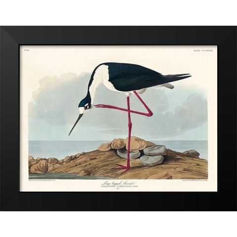 Long-legged Avocet Black Modern Wood Framed Art Print by Audubon, John James
