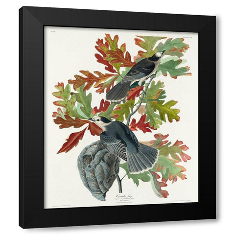 Canada JayÂ  Black Modern Wood Framed Art Print with Double Matting by Audubon, John James