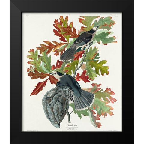 Canada JayÂ  Black Modern Wood Framed Art Print by Audubon, John James