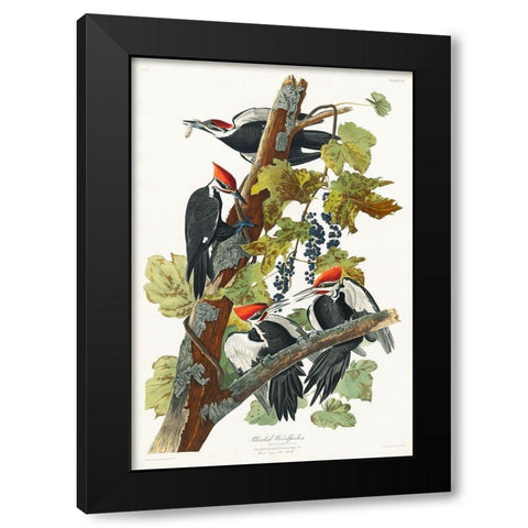 Pileated Woodpecker Black Modern Wood Framed Art Print with Double Matting by Audubon, John James