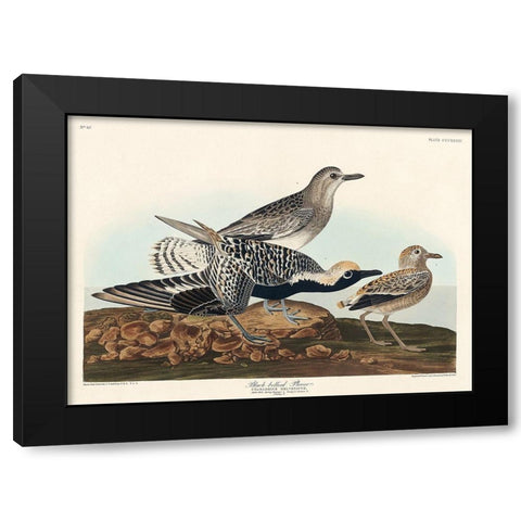 Black-bellied Plover Black Modern Wood Framed Art Print by Audubon, John James