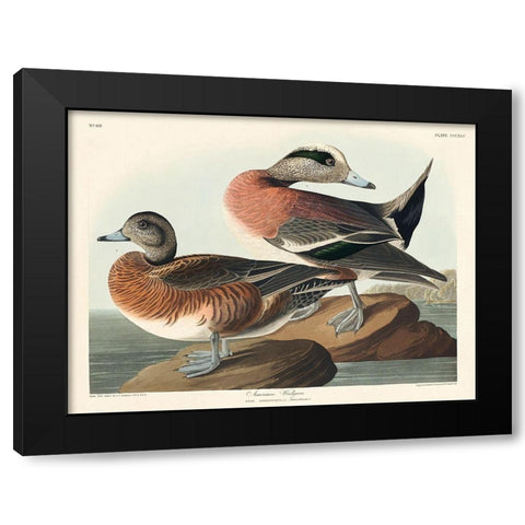 American Widgeon Black Modern Wood Framed Art Print by Audubon, John James