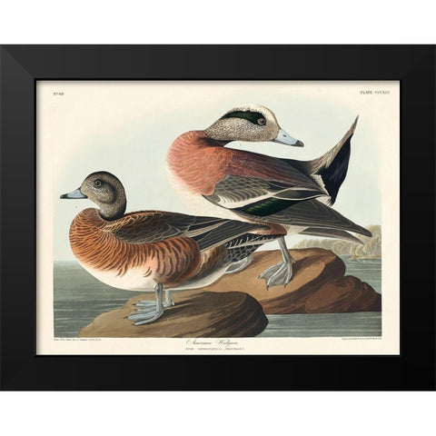 American Widgeon Black Modern Wood Framed Art Print by Audubon, John James