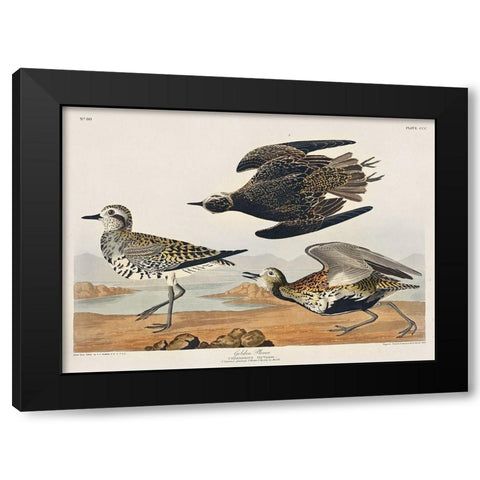 Golden Plover Black Modern Wood Framed Art Print by Audubon, John James