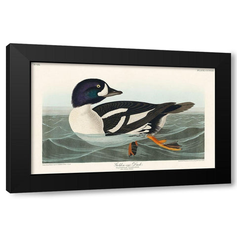 Golden-eye Duck Black Modern Wood Framed Art Print with Double Matting by Audubon, John James