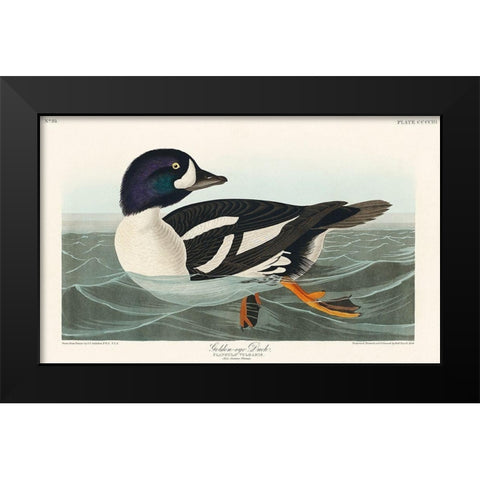 Golden-eye Duck Black Modern Wood Framed Art Print by Audubon, John James