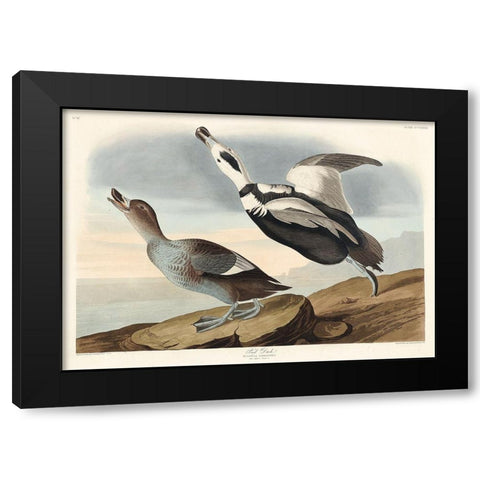 Pied Duck Black Modern Wood Framed Art Print by Audubon, John James