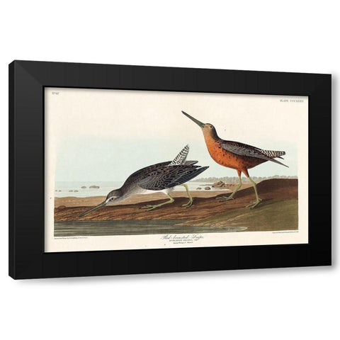 Red-breasted Snipe Black Modern Wood Framed Art Print by Audubon, John James