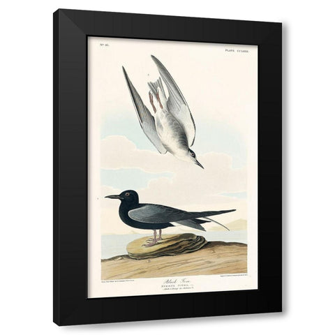 Black Tern Black Modern Wood Framed Art Print by Audubon, John James