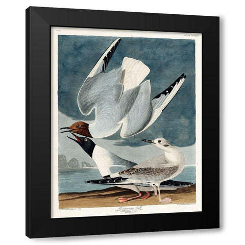 Bonapartian Gull Black Modern Wood Framed Art Print by Audubon, John James