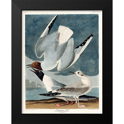 Bonapartian Gull Black Modern Wood Framed Art Print by Audubon, John James