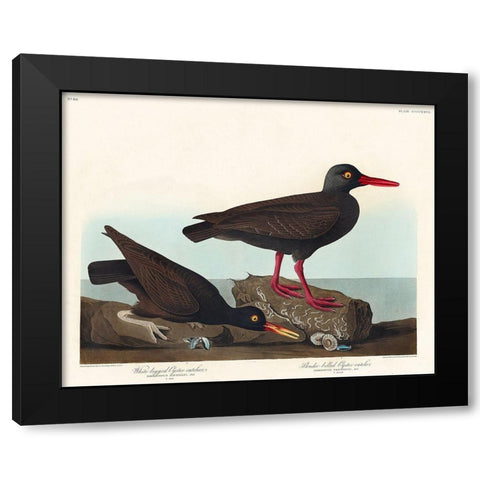 White-legged Oyster-catcher, or Slender-billed Oyster-catcher Black Modern Wood Framed Art Print with Double Matting by Audubon, John James