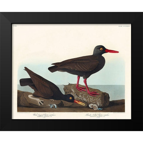 White-legged Oyster-catcher, or Slender-billed Oyster-catcher Black Modern Wood Framed Art Print by Audubon, John James