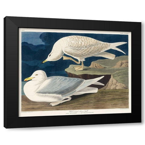 White-winged silvery Gull Black Modern Wood Framed Art Print with Double Matting by Audubon, John James