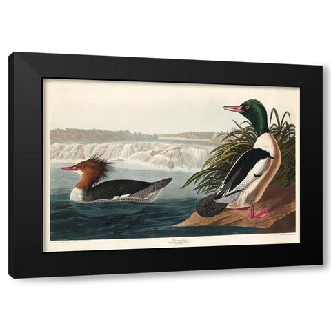 Goosander Black Modern Wood Framed Art Print with Double Matting by Audubon, John James