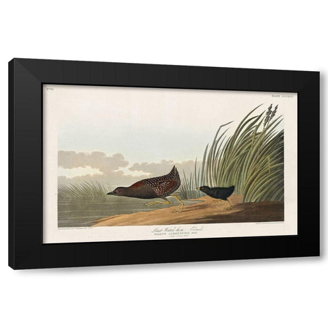 Least Water-hen Black Modern Wood Framed Art Print by Audubon, John James