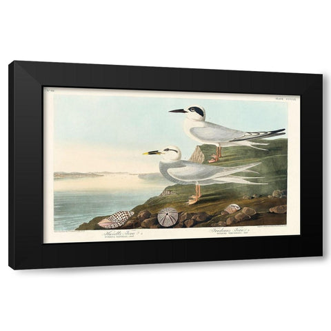 Havells Tern and Trudeaus TernÂ  Black Modern Wood Framed Art Print by Audubon, John James