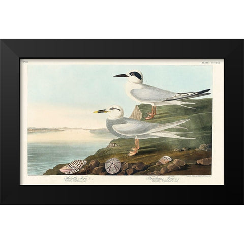 Havells Tern and Trudeaus TernÂ  Black Modern Wood Framed Art Print by Audubon, John James