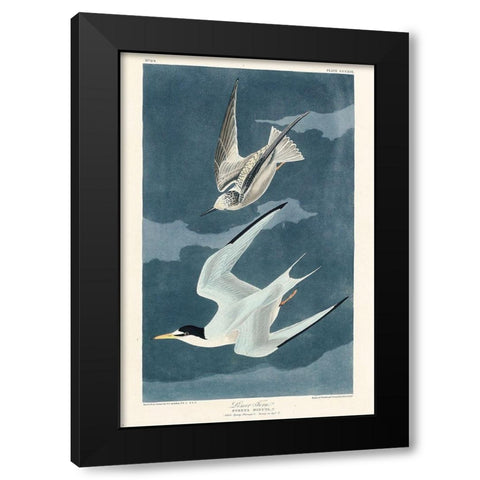 Lesser Tern Black Modern Wood Framed Art Print with Double Matting by Audubon, John James