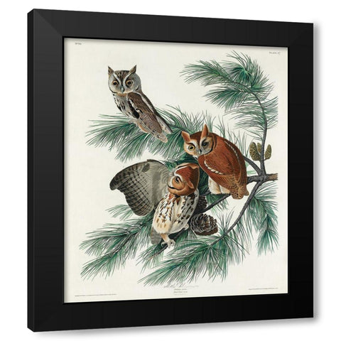 Little Screech Owl Black Modern Wood Framed Art Print by Audubon, John James