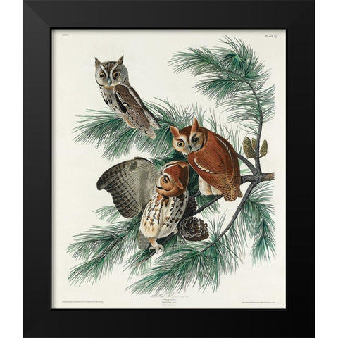Little Screech Owl Black Modern Wood Framed Art Print by Audubon, John James