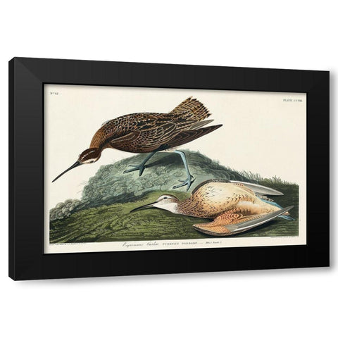 Esquimaux Curlew Black Modern Wood Framed Art Print with Double Matting by Audubon, John James