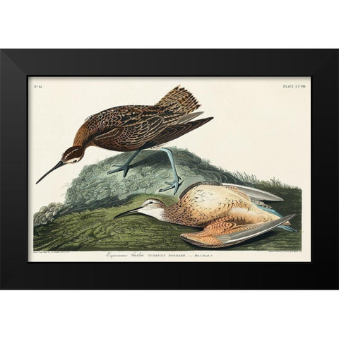 Esquimaux Curlew Black Modern Wood Framed Art Print by Audubon, John James