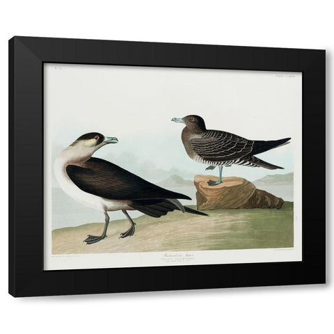 Richardsons JagerÂ  Black Modern Wood Framed Art Print by Audubon, John James