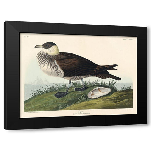 Jager Black Modern Wood Framed Art Print with Double Matting by Audubon, John James