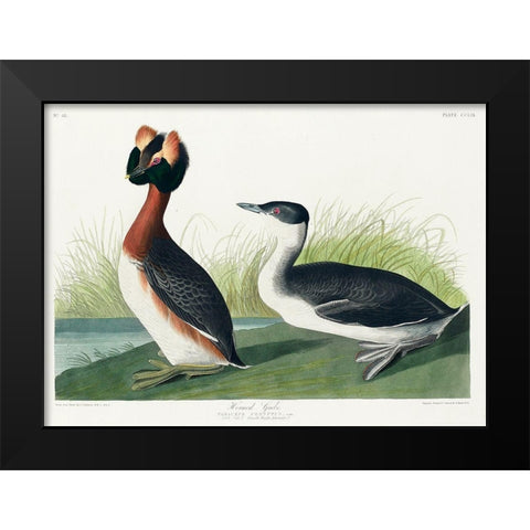 Horned Grebe Black Modern Wood Framed Art Print by Audubon, John James