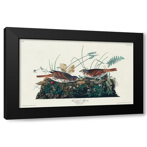 Fox-coloured Sparrow Black Modern Wood Framed Art Print with Double Matting by Audubon, John James