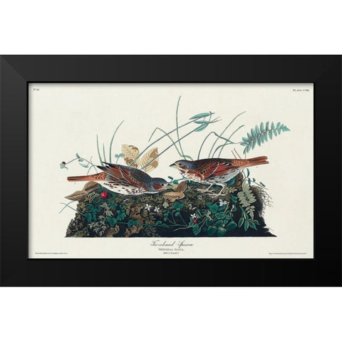 Fox-coloured Sparrow Black Modern Wood Framed Art Print by Audubon, John James